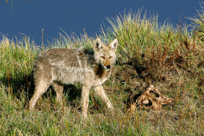 Coyote IMG_5042.jpg