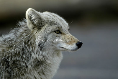 Coyote D4EC1554.jpg