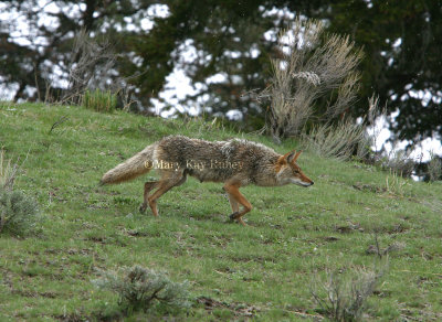 Coyote IMG_5394.jpg