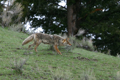 Coyote IMG_5396.jpg