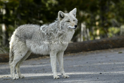 Coyote D4EC1551.jpg