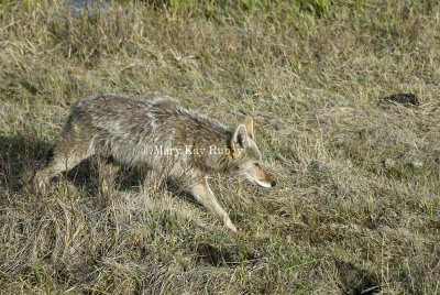 Coyote D4EC1710.jpg