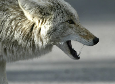 Coyote D4EC1597.jpg