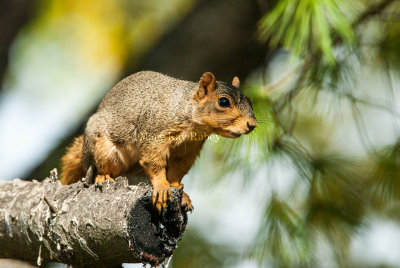 Fox Squirrel 58FB3626.jpg