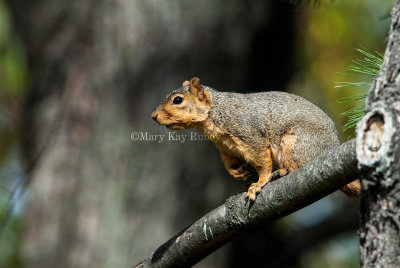 Fox Squirrel 58FB3630.jpg