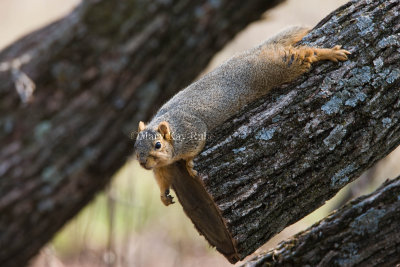 Fox Squirrel _I9I4838.jpg