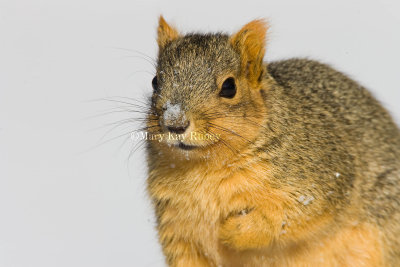 Fox Squirrel _S9S0274.jpg