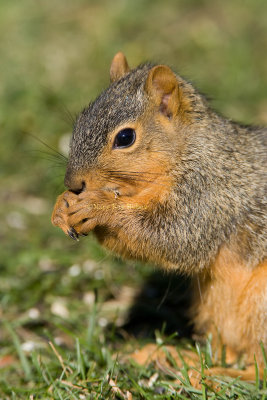 Fox Squirrel _S9S9892.jpg