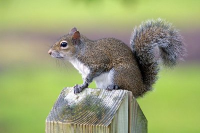 EASTERN GRAY SQUIRREL - Sciurus carolinensis