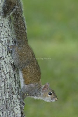 Eastern Gray Squirrel 58FB0887.jpg