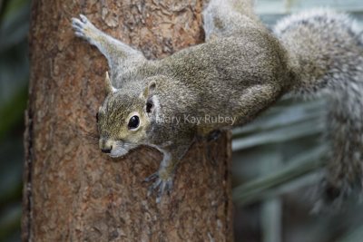 Eastern Gray Squirrel 58FB8977.jpg