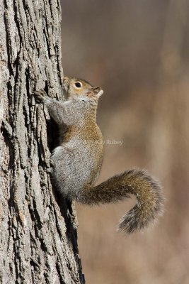 Eastern Gray Squirrel _S9S9571.jpg