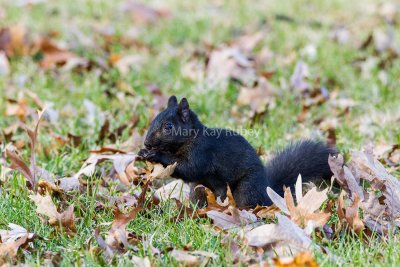 Eastern Gray Squirrel black _MG_2829.jpg