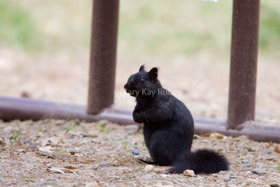 Eastern Gray Squirrel black _S9S3019.jpg