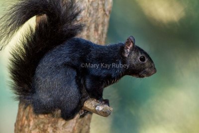 Eastern Gray Squirrel black morph _MG_5441.jpg