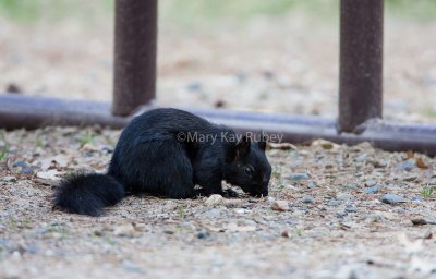 Eastern Gray Squirrel black phase _S9S3008.jpg