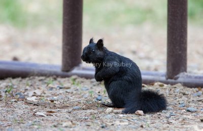 Eastern Gray Squirrel black phase _S9S3014.jpg