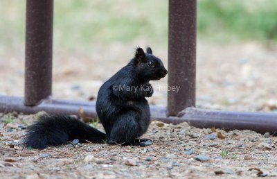 Eastern Gray Squirrel black phase _S9S3023.jpg