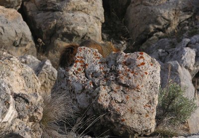 Yellow-bellied Marmot - Marmota flaviventris