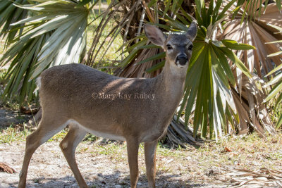 KEY DEER - Odocoileus virginianus clavium