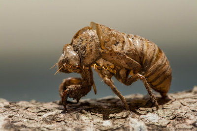 Cicada Exoskeleton _MG_9443.jpg