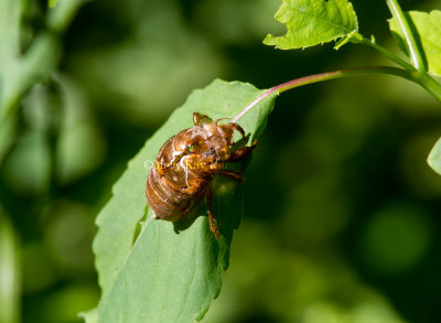 Periodical Cicada Exoskeleton _MG_4365.jpg