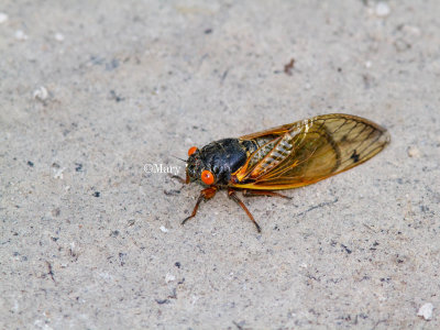 Periodical Cicada _MG_9907.jpg