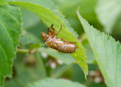 Periodical Cicada exoskeleton _MG_1775.jpg