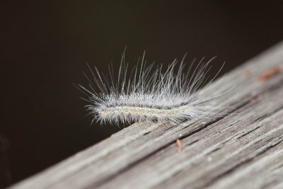 Fall Webworm Caterpillar _I9I9634.jpg
