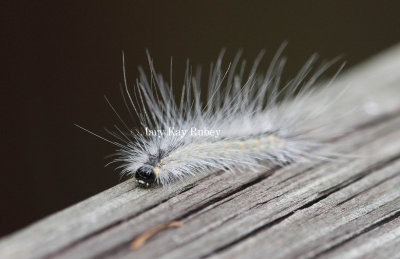 Fall Webworm Caterpillar _I9I9637.jpg