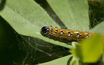 Genista Broom Moth Caterpillar  _I9I8043.jpg
