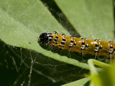 Genista Broom Moth Caterpillar  _I9I8048.jpg