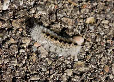 Hickory Tussock Moth Caterpillar  _11R3937.jpg