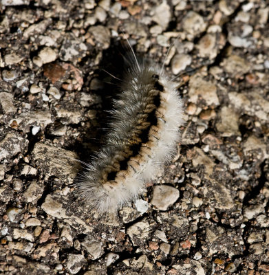 Hickory Tussock Moth Caterpillar  _11R3942.jpg
