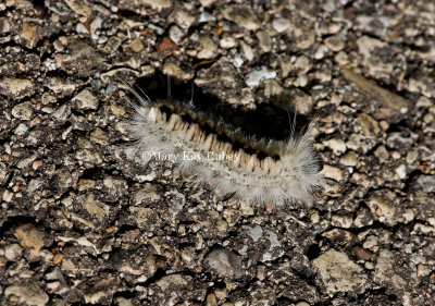 Hickory Tussock Moth Caterpillar  _11R3944.jpg