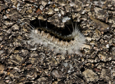 Hickory Tussock Moth Caterpillar  _11R3945.jpg