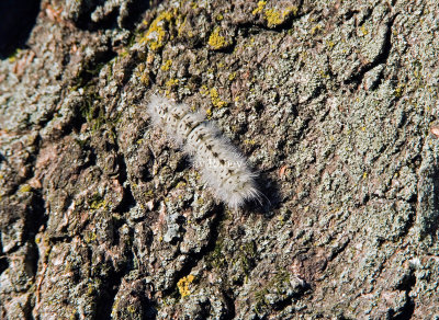 Hickory Tussock Moth Caterpillar  _S9S6896.jpg