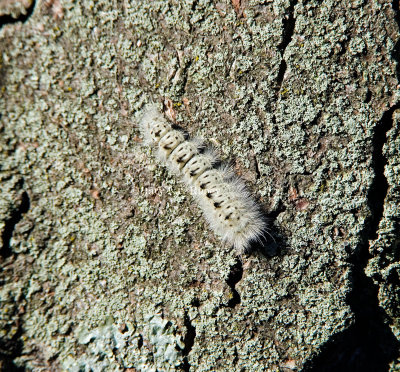 Hickory Tussock Moth Caterpillar  _S9S6897.jpg