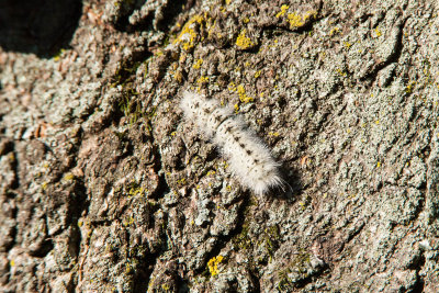 Hickory Tussock Moth Caterpillar _S9S6896.jpg