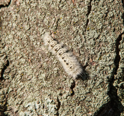 Hickory Tussock Moth Caterpillar _S9S6897.jpg