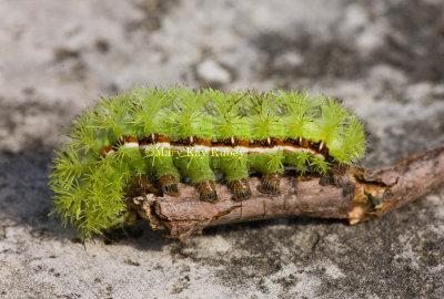 Io moth caterpillar _11R0024.jpg
