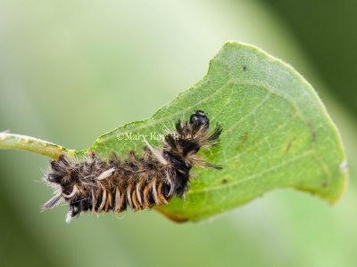 Milkweed Tussock Moth Caterpillar _11R9178.jpg