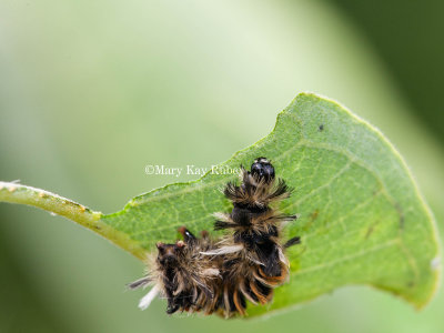 Milkweed Tussock Moth Caterpillar _11R9180.jpg