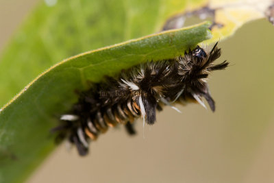 Milkweed Tussock Moth caterpillar _11R9532.jpg