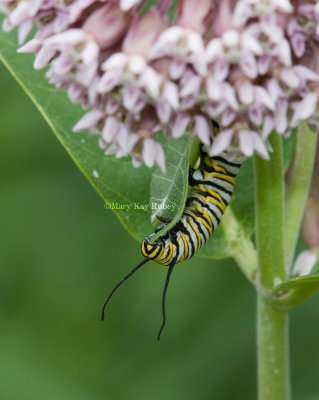 Monarch Caterpillar _11R6765.jpg