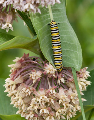 Monarch Caterpillar _11R6774.jpg