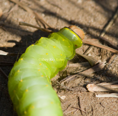 Polyphemus moth caterpillar _MG_7878.jpg