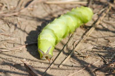 Polyphemus moth caterpillar _MG_7881.jpg