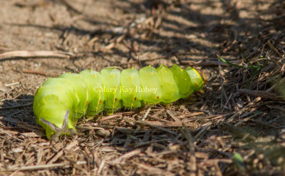 Polyphemus moth caterpillar _MG_7891.jpg
