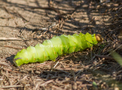 Polyphemus moth caterpillar _MG_7894.jpg